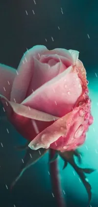 This phone live wallpaper boasts a captivating macro photograph of a pink rose adorned with shimmering water droplets, radiating romanticism
