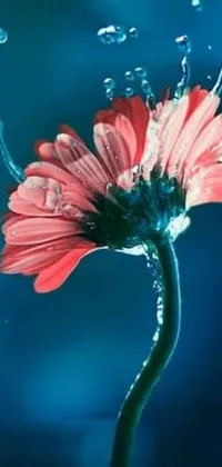 This phone live wallpaper depicts a serene flower in water with rising bubbles and tiny crimson petals falling