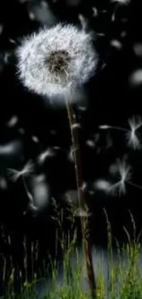 This stunning live wallpaper features a dandelion swaying in the wind under a moonlit sky