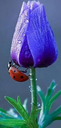 This stunning live wallpaper showcases a beautiful ladybug sitting on top of a purple flower, photographed in 2022 by a fantastic realism artist