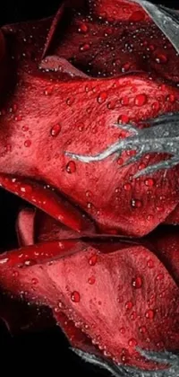 Decorate your phone with a captivating live wallpaper of a hyper-realistic, close up red rose
