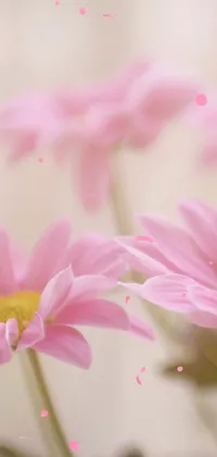 This phone live wallpaper showcases a stunning close-up of pink daisies arranged in a vase