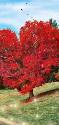 This phone live wallpaper is a feast for the eyes! It showcases a magnificent red tree set against a lush green field