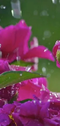 This phone live wallpaper showcases a stunning burst of magenta flowers in the rain, captured in high detail