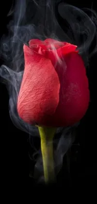 This live wallpaper features a stunning red rose that emits fascinating smoke, creating an enchanting sensory experience
