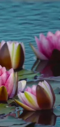 This live wallpaper features a group of water lilies gracefully floating on top of a serene body of water