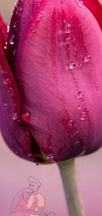 This phone live wallpaper showcases a close-up view of a flower elegantly captured with water droplets on its petals