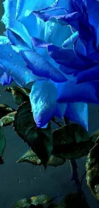 This phone live wallpaper showcases a stunning close-up of a blue rose with water droplets, giving off an exquisite, photorealistic painting effect