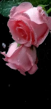 This phone live wallpaper features two pink roses with water droplets on them
