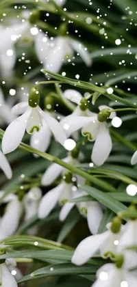 This phone live wallpaper showcases a beautiful close-up of snowdrops with snowflakes falling in the background