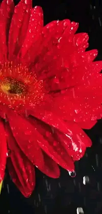 This phone live wallpaper is a mesmerizing close-up of a red daisy flower with shimmering water droplets on its petals