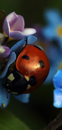 This lively phone live wallpaper features a colorful blue flower with a ladybug perched on top