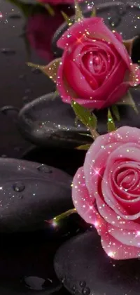 This phone live wallpaper features a stunning photo of three pink roses resting on black stones