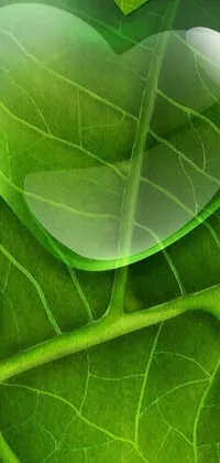 This phone live wallpaper features a stunning close-up view of a leaf adorned with water droplets