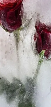 This live wallpaper shows two red roses surrounded by white snowflakes
