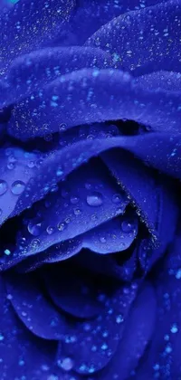This phone live wallpaper features a stunning close-up of a blue rose with water droplets