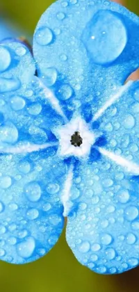 This phone live wallpaper showcases a blue flower with water droplets and symmetry, complete with a water ripple effect in the background
