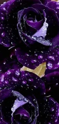 This live wallpaper showcases two stunning purple roses drenched in water droplets, set against a dark purple skin and featuring an amethyst geode