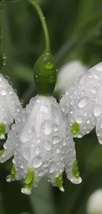 This live phone wallpaper features a group of white flowers with water droplets set against a green rainforest background