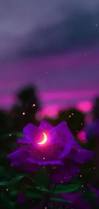 This live wallpaper for phones features a lovely digital artwork of a sparkling purple rose sitting on a lush green field under a starry sky
