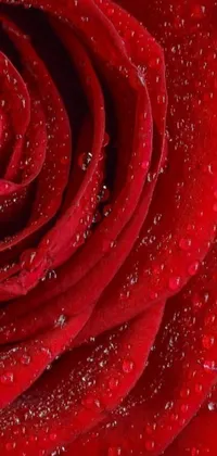 This phone live wallpaper showcases a close-up, high detailed shot of a crimson red rose adorned with sparkling water droplets