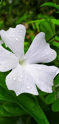This phone live wallpaper presents a stunning white flower with delicate water droplets on its petals