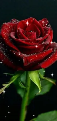 Water Flower Plant Live Wallpaper
