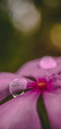 This live phone wallpaper features a close-up of a pink flower with water droplets on its petals found in a purple rain setting