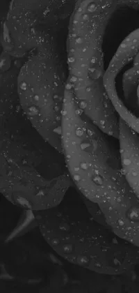 This mobile phone live wallpaper showcases a stunning black and white photograph of a rose with water droplets, adding an alluring touch to your device