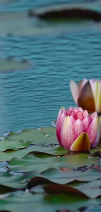 This phone live wallpaper showcases two pink flowers floating on a peaceful water body