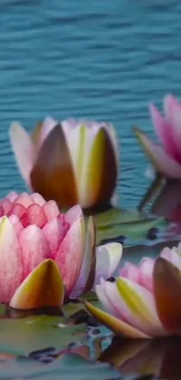 Water Flower Plant Live Wallpaper
