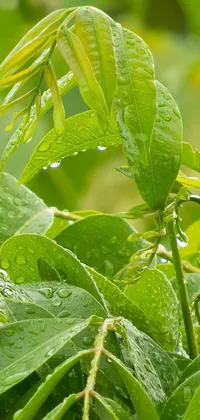 Looking for a gorgeous phone live wallpaper to spruce up your handset? Look no further than this incredible image! Featuring a close-up shot of a plant with glittering water droplets on its lush green leaves, this wallpaper is simply mesmerizing
