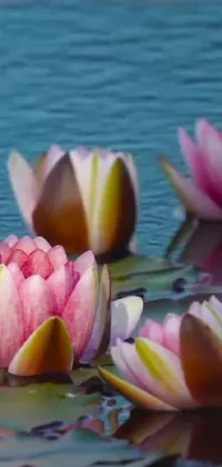 Looking for a serene live wallpaper for your phone? Check out our beautiful water lillies live wallpaper, featuring a group of delicate flowers gently swaying on top of a calm body of water