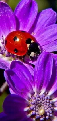 This mobile live wallpaper showcases a charming image of a ladybug on a purple flower
