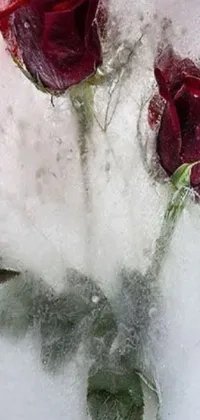 This phone live wallpaper showcases the breathtaking beauty of two bright red roses against a snowy backdrop