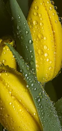 This live wallpaper features a stunning macro photograph of yellow tulips with water droplets on their petals and leaves
