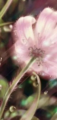 This live wallpaper features an enchanting pink flower set against a vivid green backdrop
