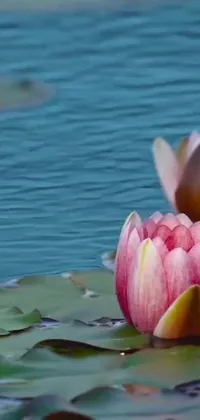 This stunning phone live wallpaper showcases two pink flowers effortlessly floating over a serene water body