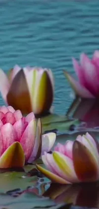 This live wallpaper features a serene closeup of water lilies floating on a body of water