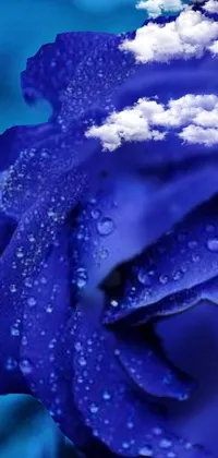 This enchanting live wallpaper boasts a breathtaking blue rose blooming with realistic water droplets