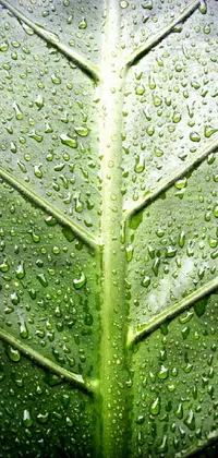 Immerse yourself in the lush and wet jungle landscape with a stunning green leaf phone live wallpaper