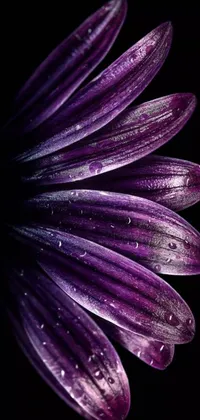 Set your phone aglow with this captivating live wallpaper, showcasing a close-up of a purple flower atop a rich black background