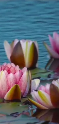 This phone live wallpaper features a stunning display of water lilies floating on a body of water