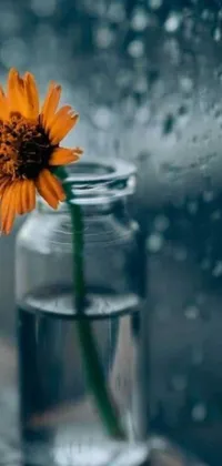 This phone live wallpaper showcases a beautiful glass jar with a marigold flower on a rainy day