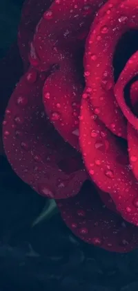 Decorate your phone screen with this beautiful, close-up, red rose live wallpaper