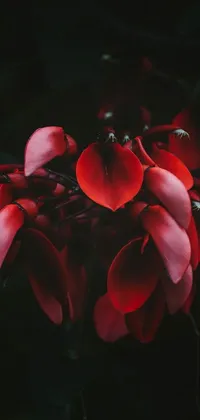 This striking phone live wallpaper showcases a close-up of red flowers photographed in macro