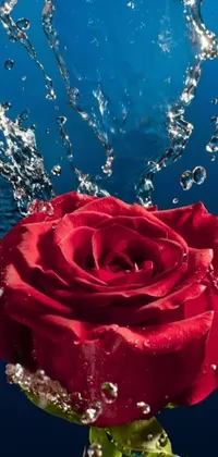 This phone live wallpaper depicts a stunning red rose being showered with water droplets in a serene blue water background