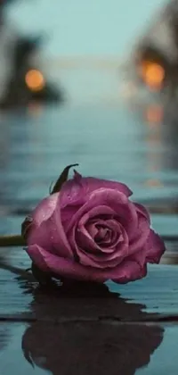 This live phone wallpaper showcases a purple rose atop a water puddle, perfect for lovers of nature and art