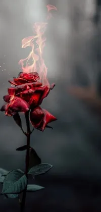 This phone live wallpaper features a red rose in a deserted road, surrounded by burning trees