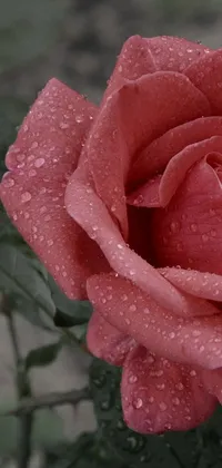 This phone live wallpaper showcases a stunning image of a pink rose with water droplets on its petals